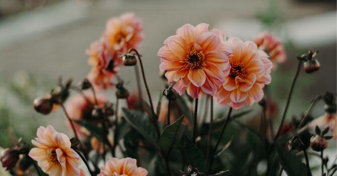 Elevate Your Health Journey